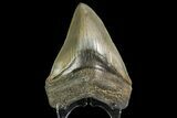 Serrated, Fossil Megalodon Tooth - Georgia #138998-2